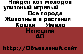 Найден кот,молодой упитаный игривый 12.03.2017 - Все города Животные и растения » Кошки   . Ямало-Ненецкий АО